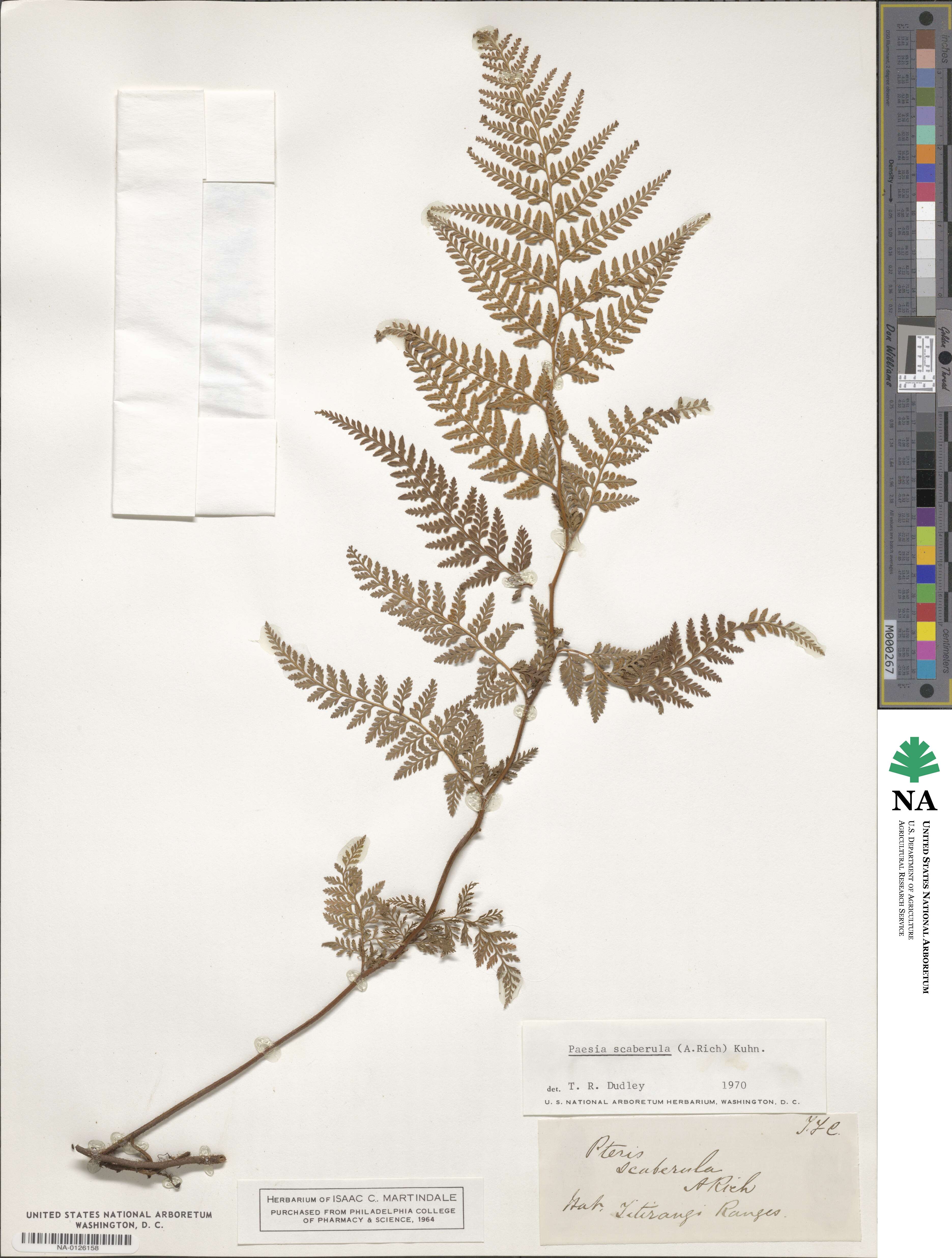Paesia scaberula image