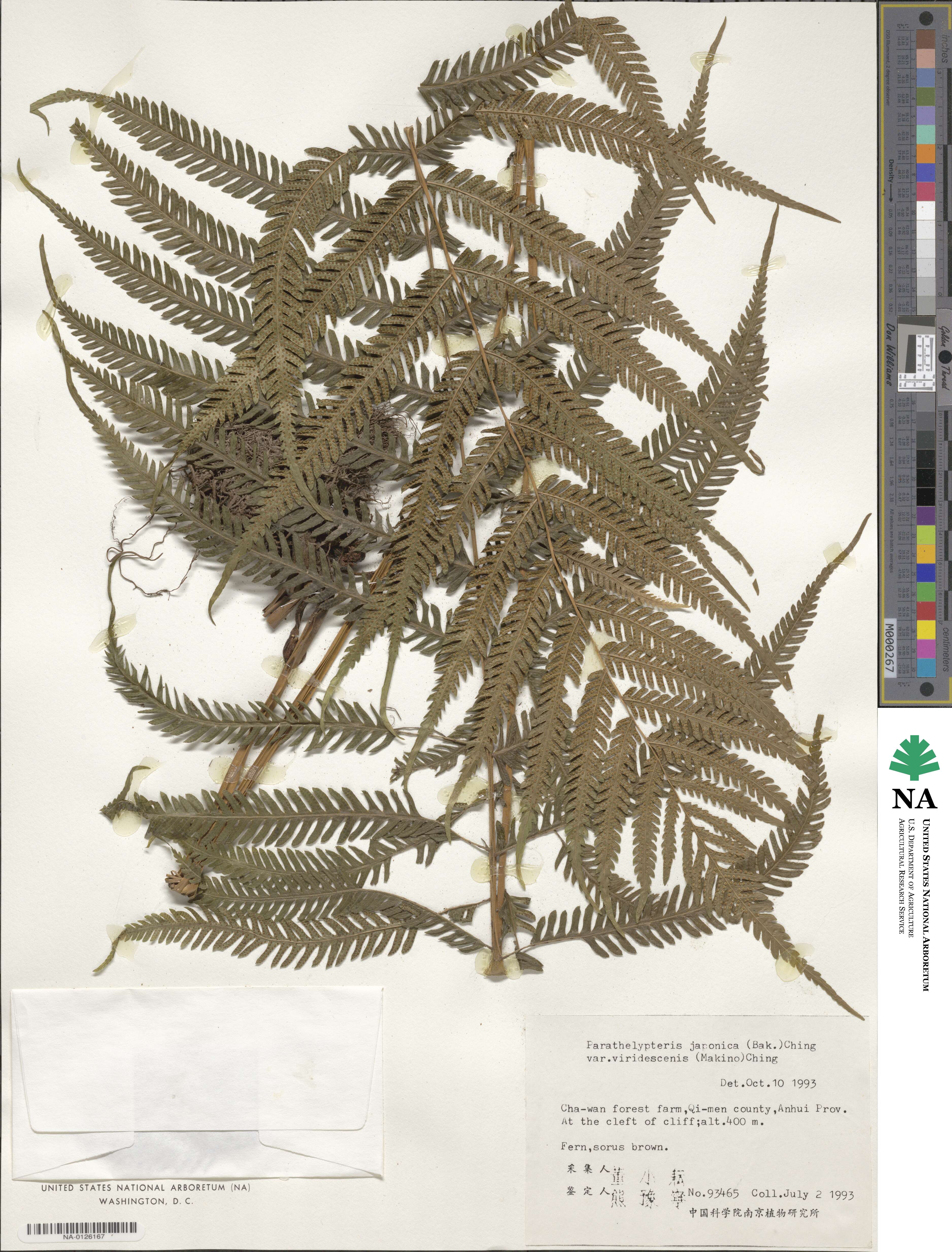 Coryphopteris japonica image
