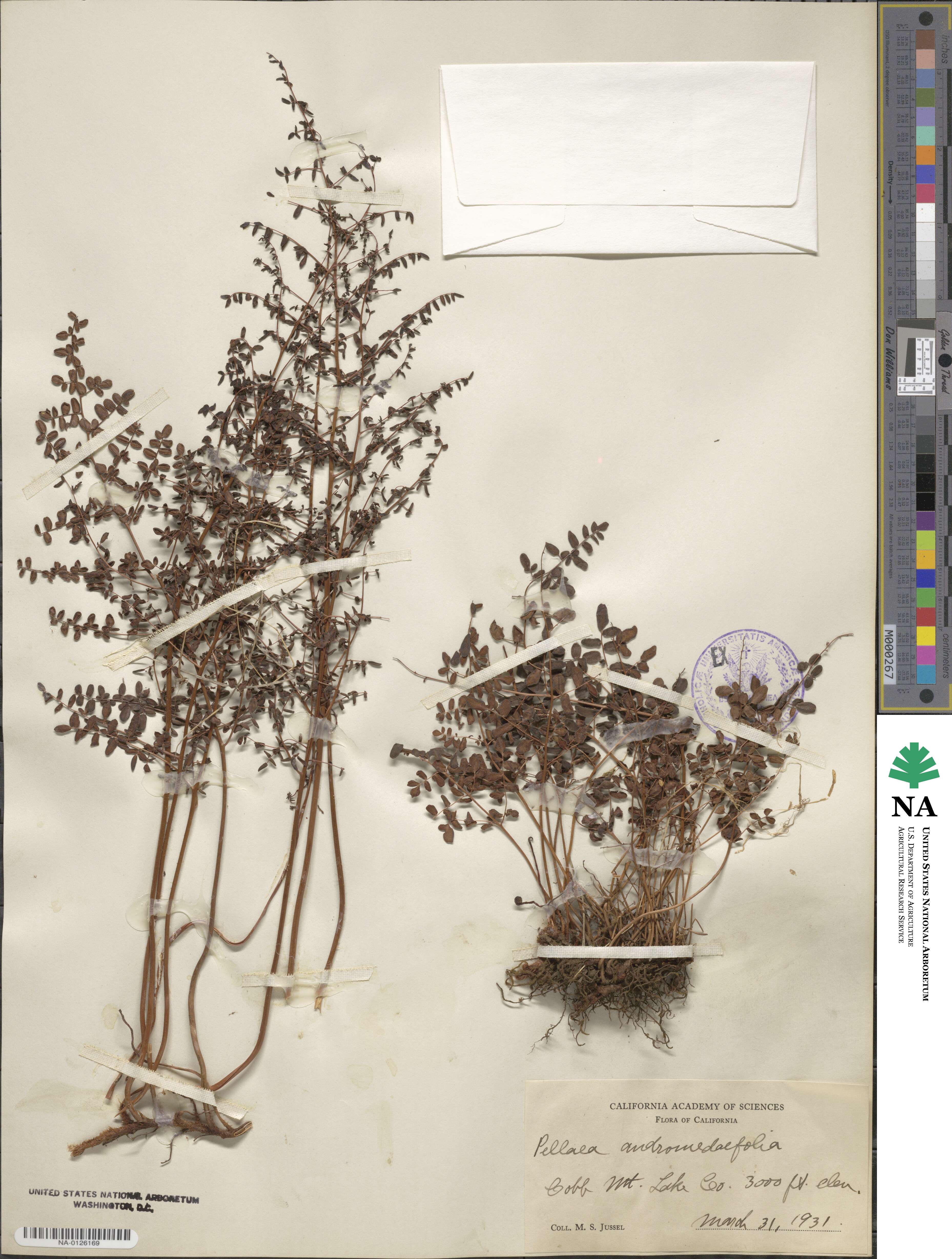 Pellaea andromedifolia image