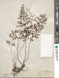 Pellaea andromedifolia image