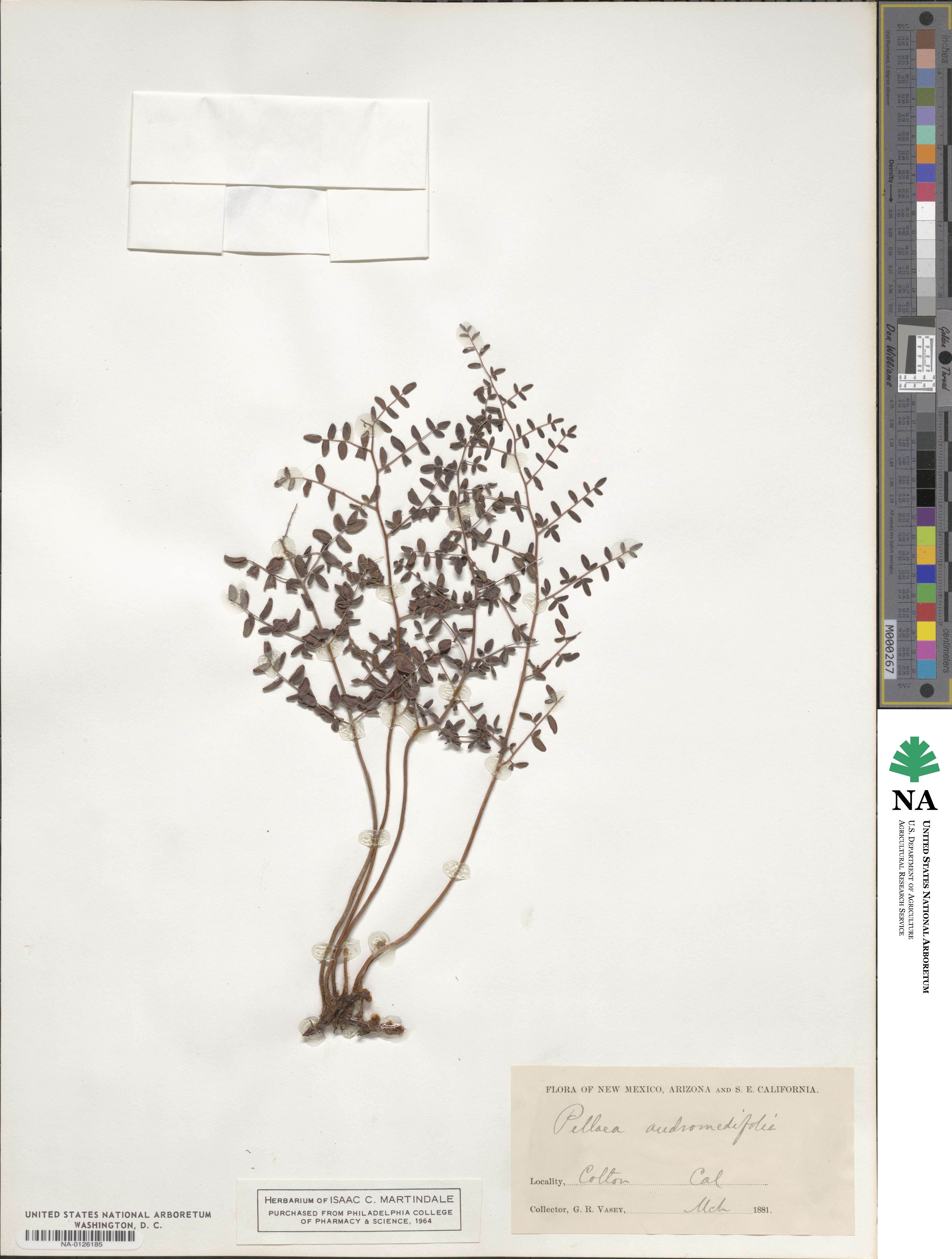 Pellaea andromedifolia image
