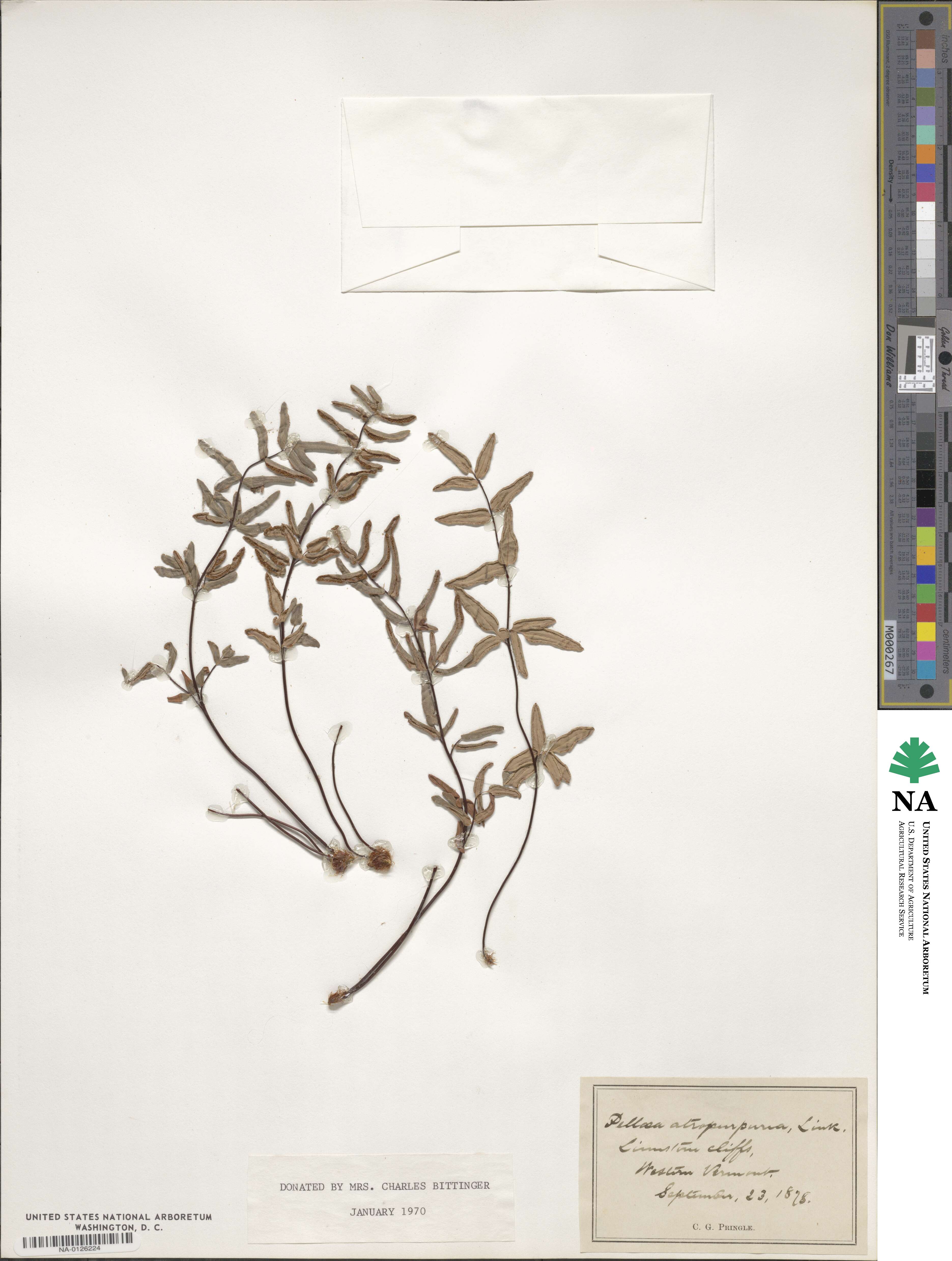 Pellaea atropurpurea image