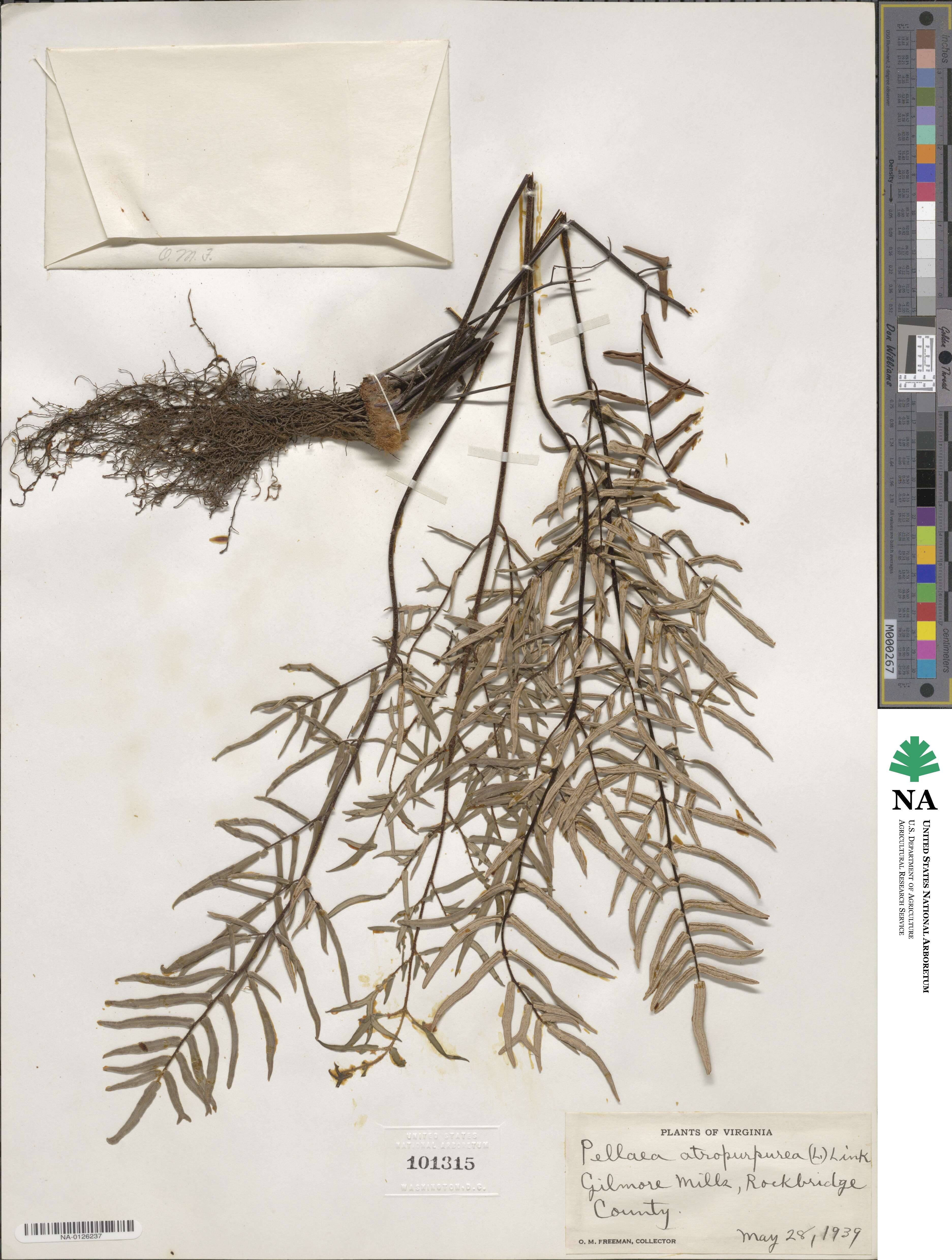 Pellaea atropurpurea image