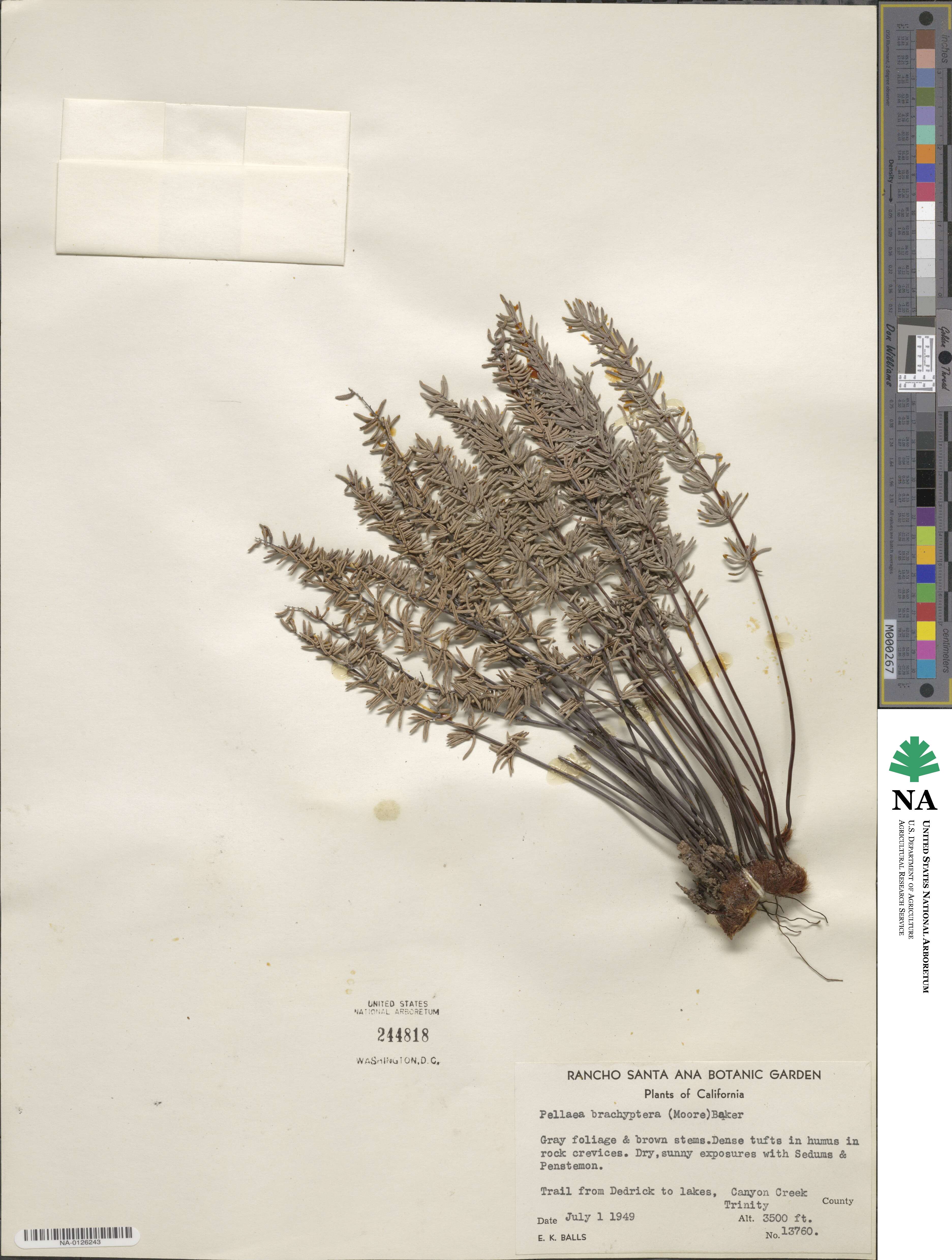 Pellaea brachyptera image