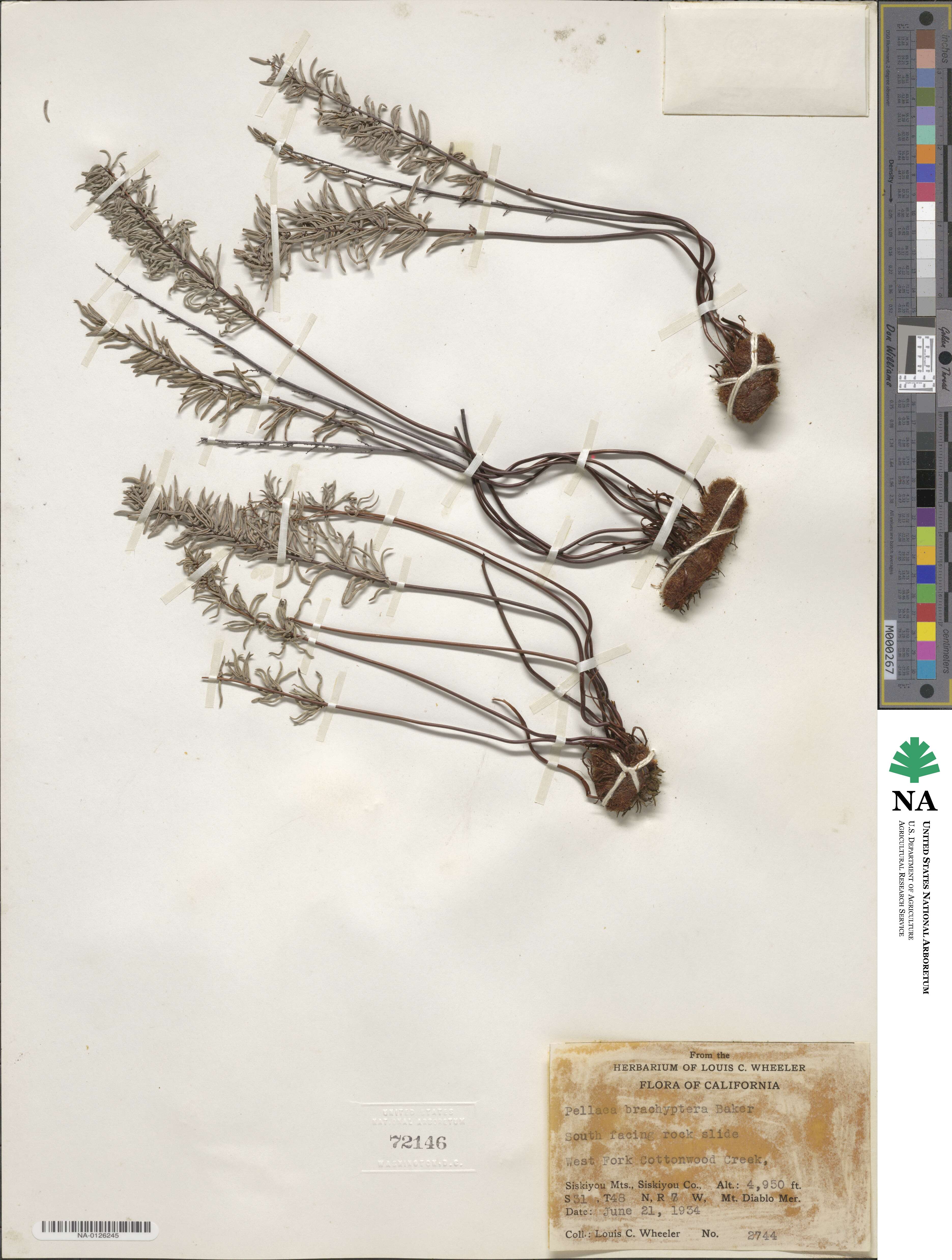 Pellaea brachyptera image