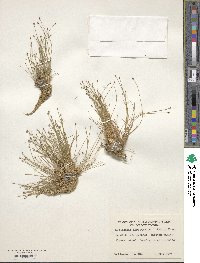 Eleocharis atropurpurea image