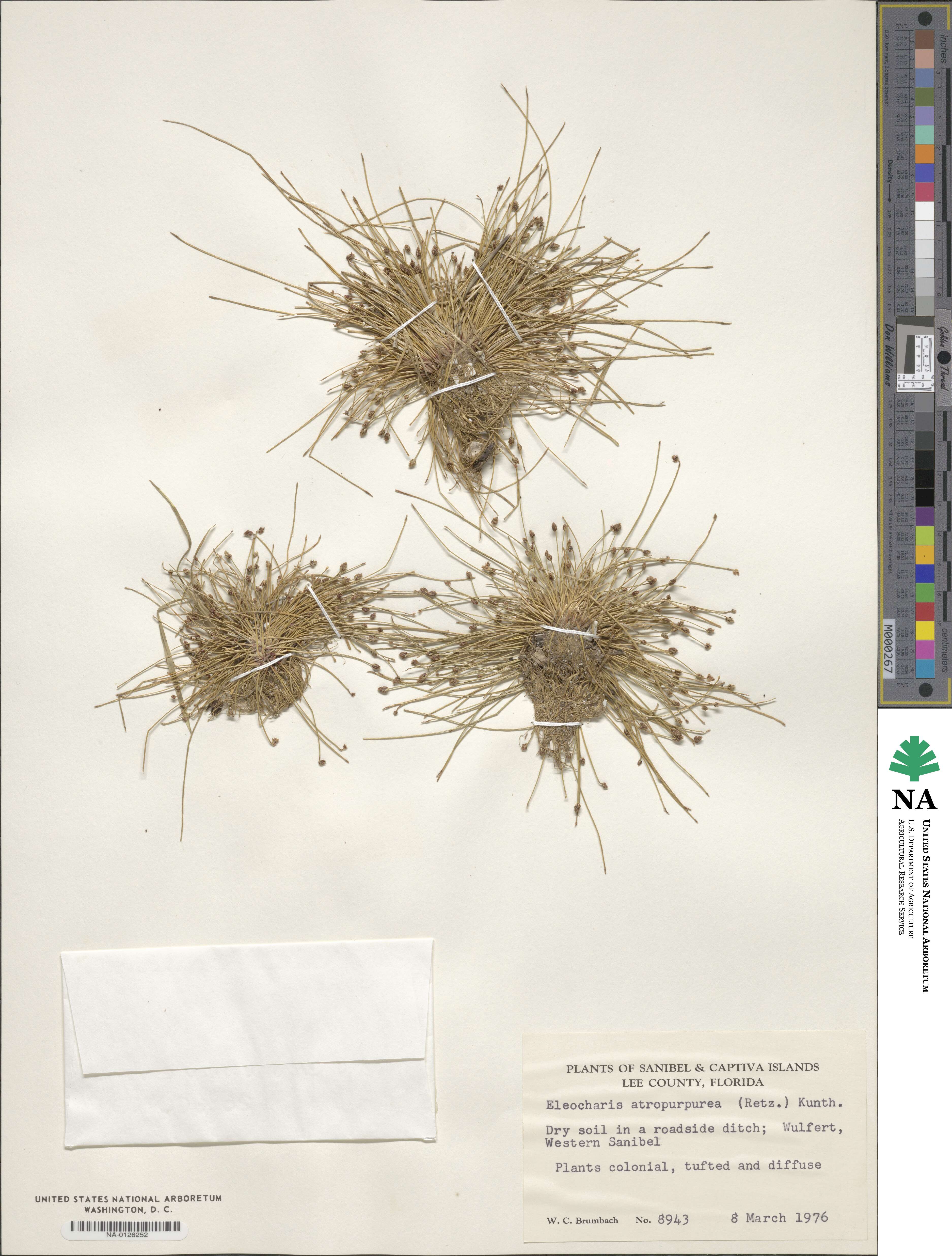 Eleocharis atropurpurea image