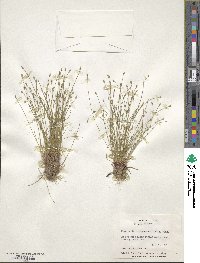 Eleocharis atropurpurea image