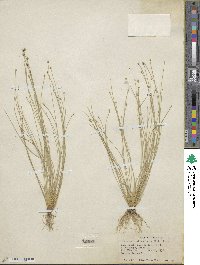 Eleocharis atropurpurea image