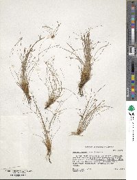 Eleocharis baldwinii image