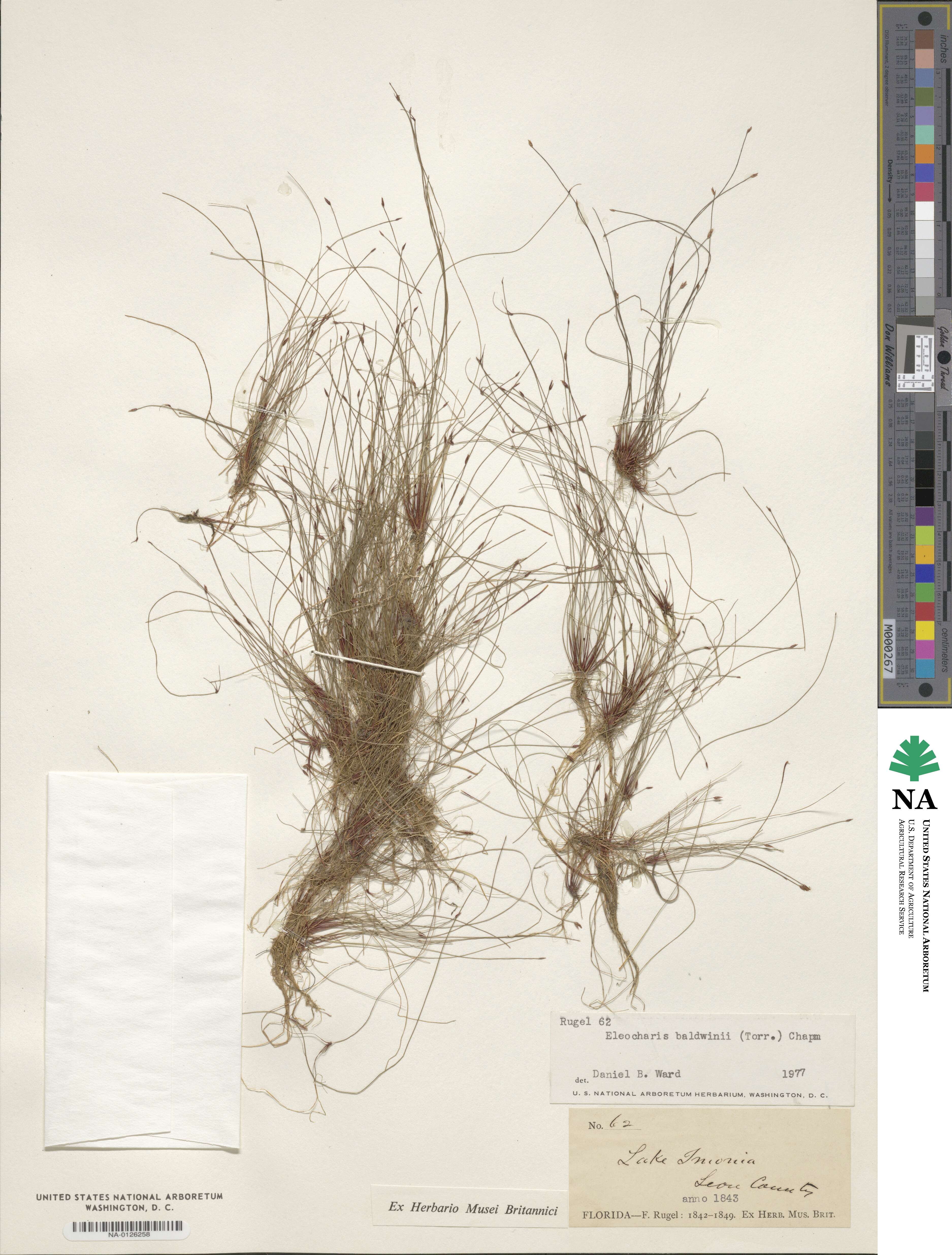 Eleocharis baldwinii image