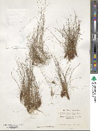 Eleocharis baldwinii image