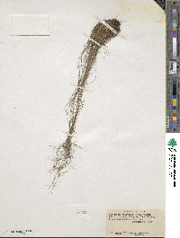 Eleocharis baldwinii image