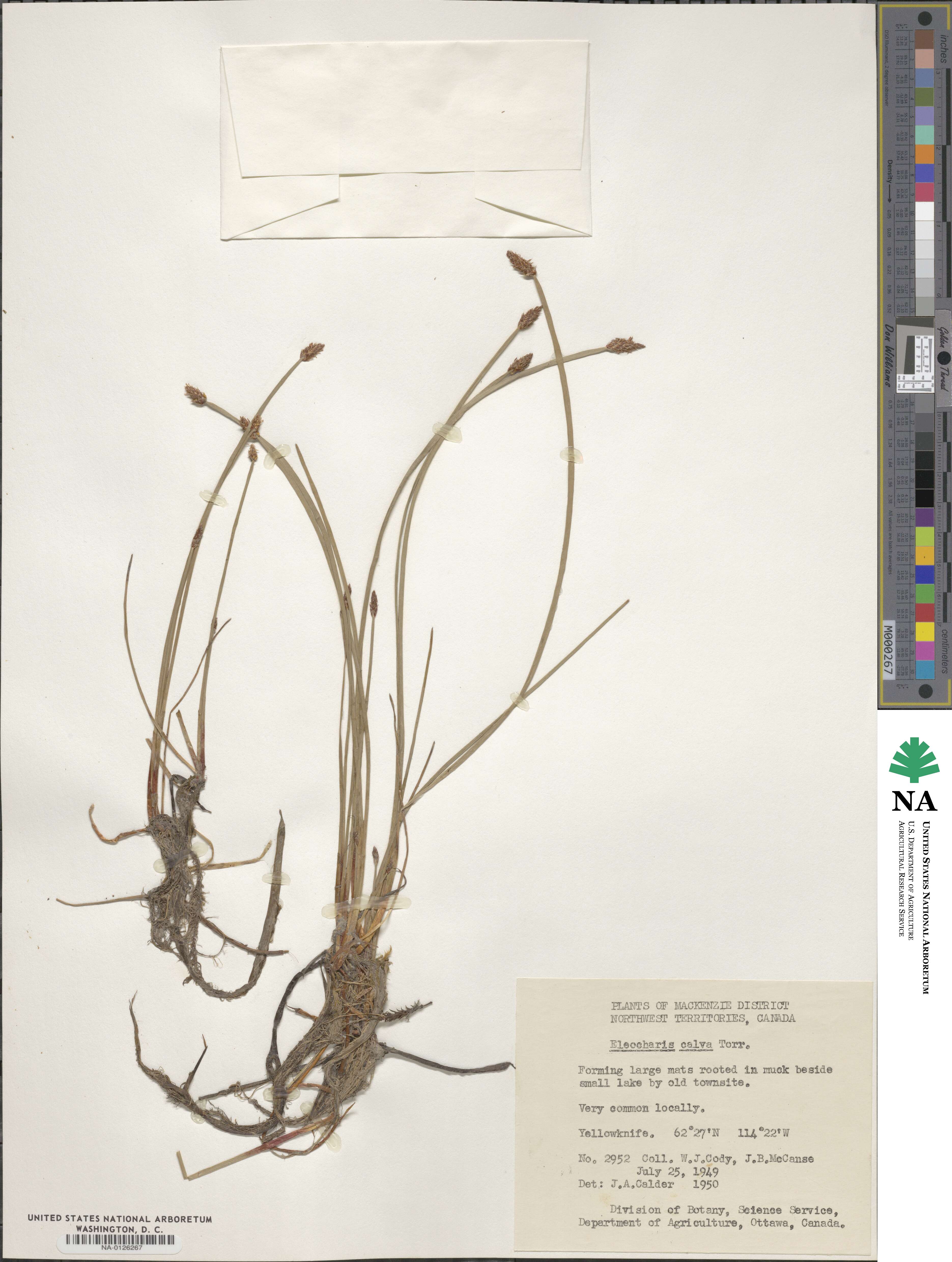 Eleocharis erythropoda image