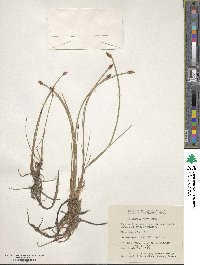 Image of Eleocharis erythropoda