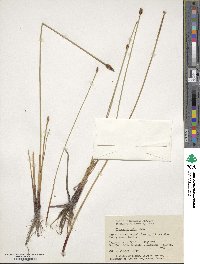 Eleocharis erythropoda image