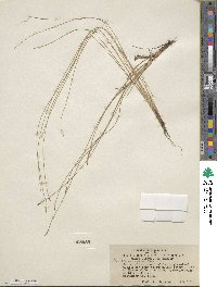 Eleocharis erythropoda image