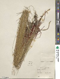 Eleocharis erythropoda image