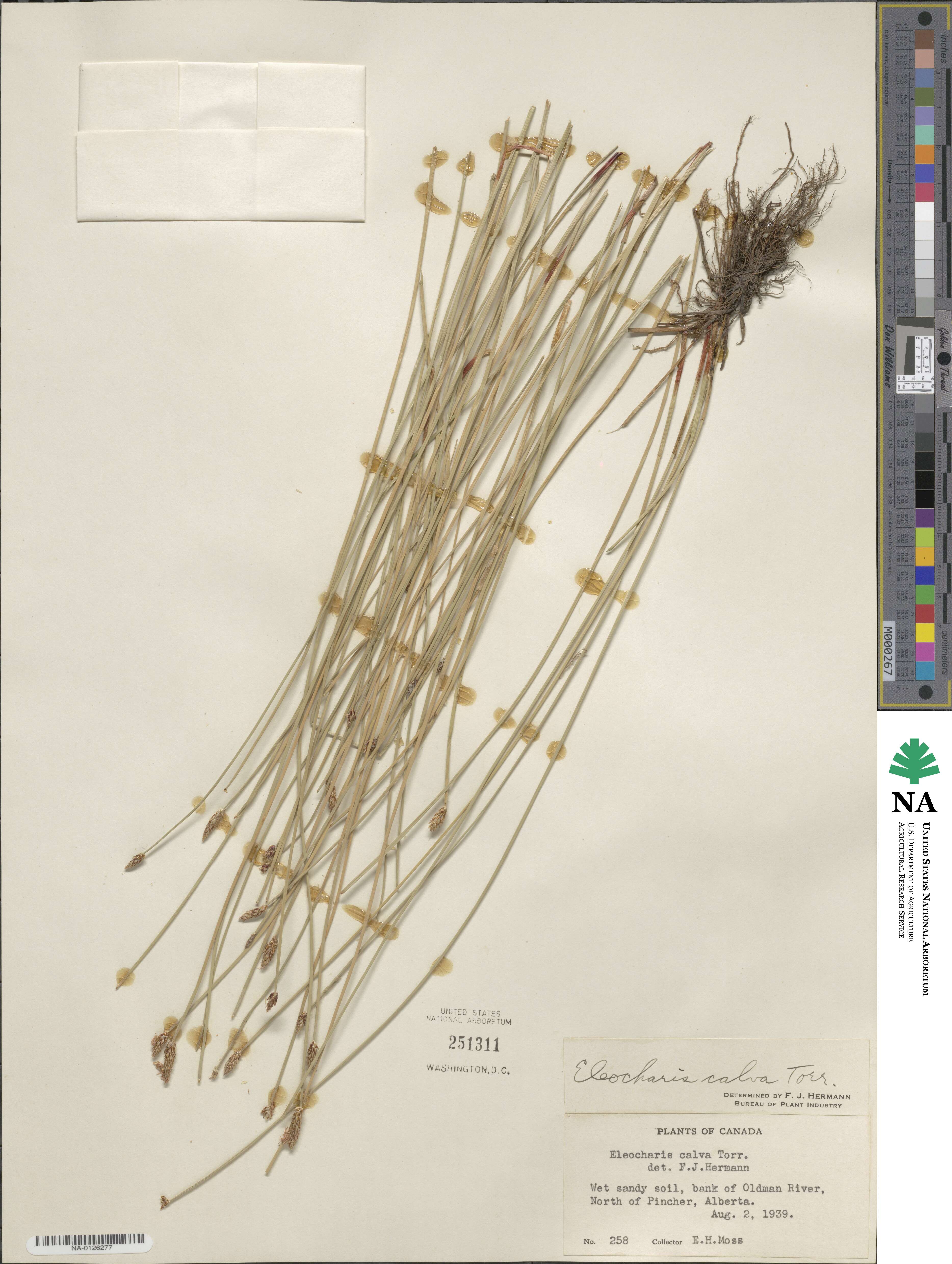 Eleocharis erythropoda image