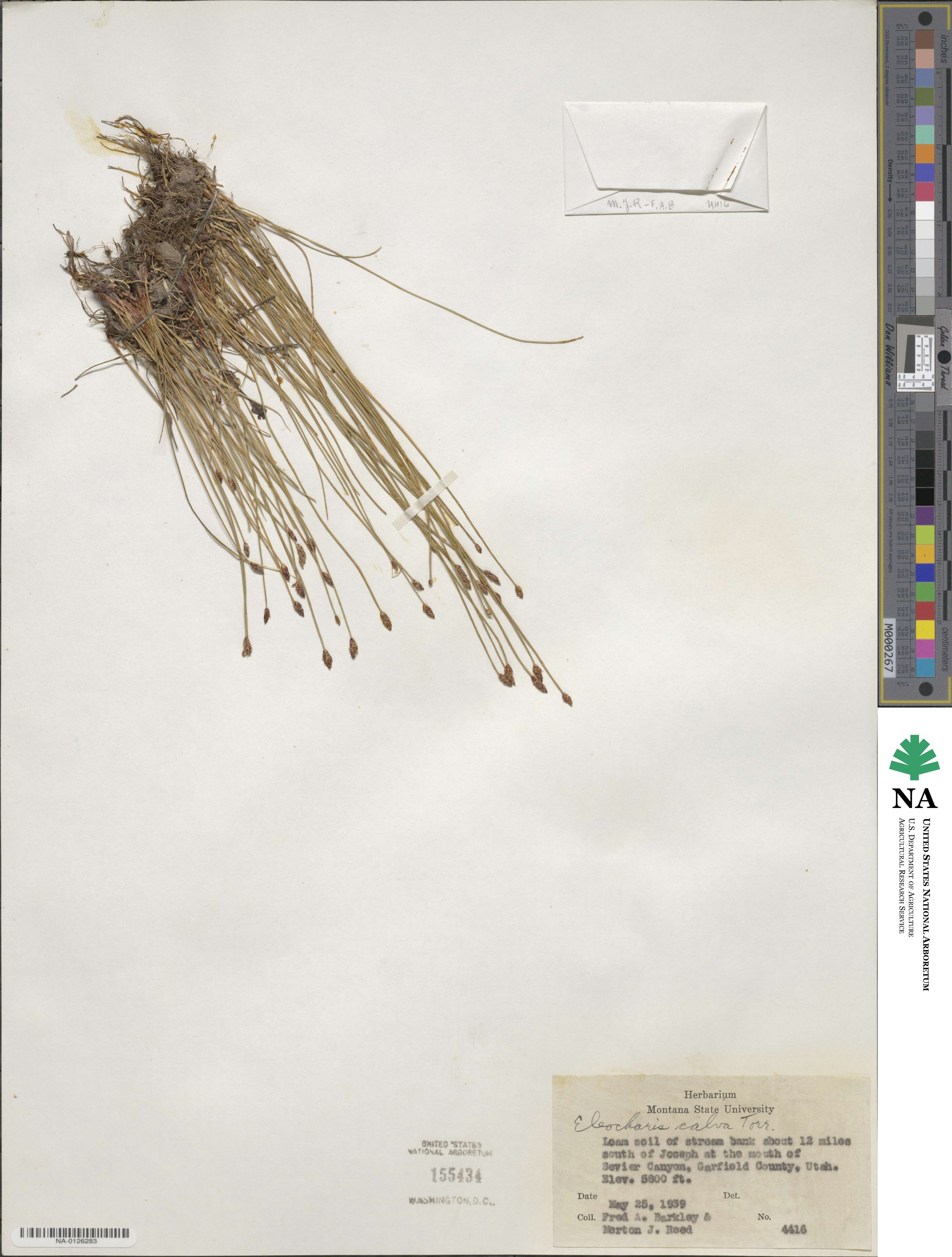 Eleocharis erythropoda image