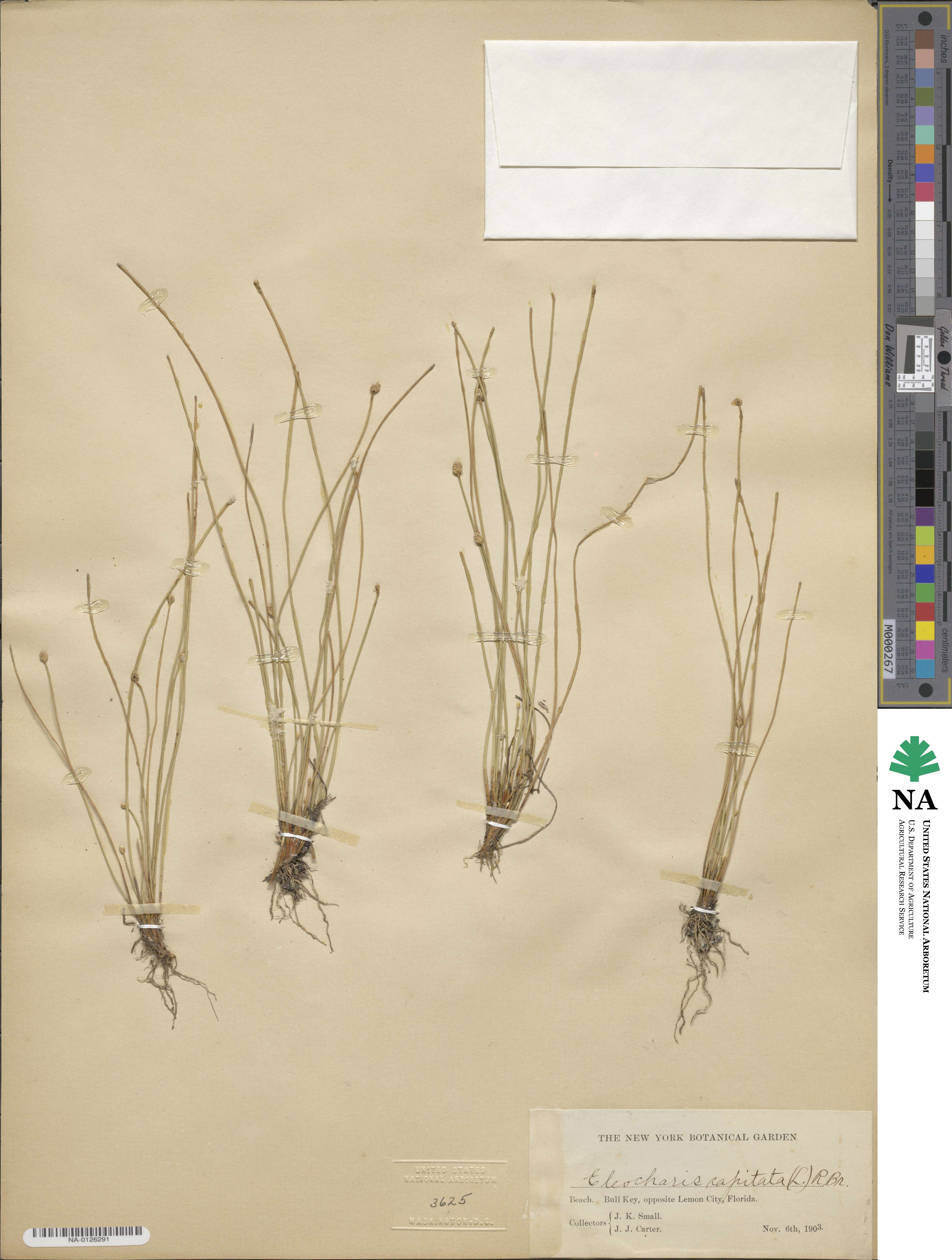 Eleocharis image