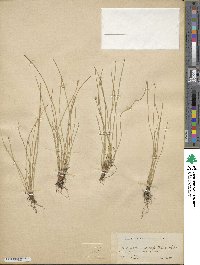 Eleocharis geniculata image