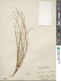 Eleocharis geniculata image