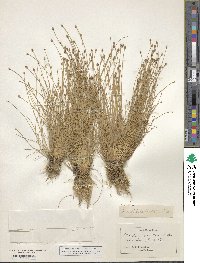 Eleocharis geniculata image