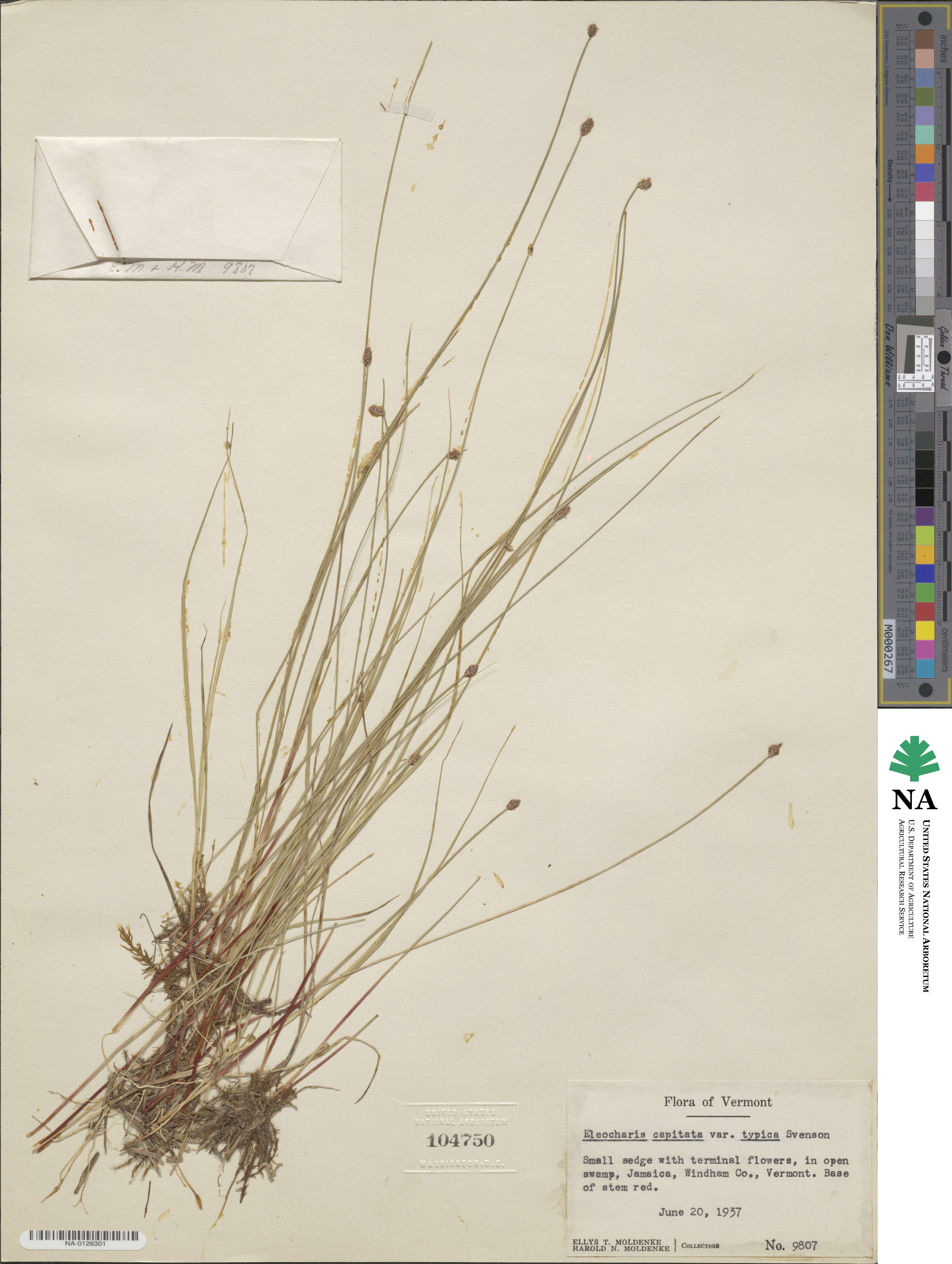 Eleocharis geniculata image