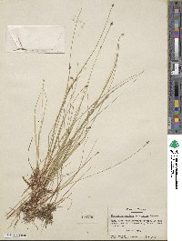 Eleocharis geniculata image