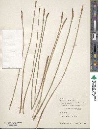 Image of Eleocharis cellulosa