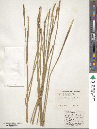 Eleocharis cellulosa image