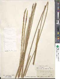 Eleocharis cellulosa image