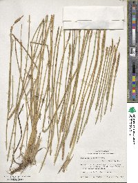 Eleocharis cellulosa image