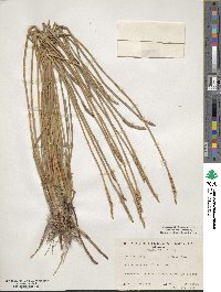 Eleocharis cellulosa image