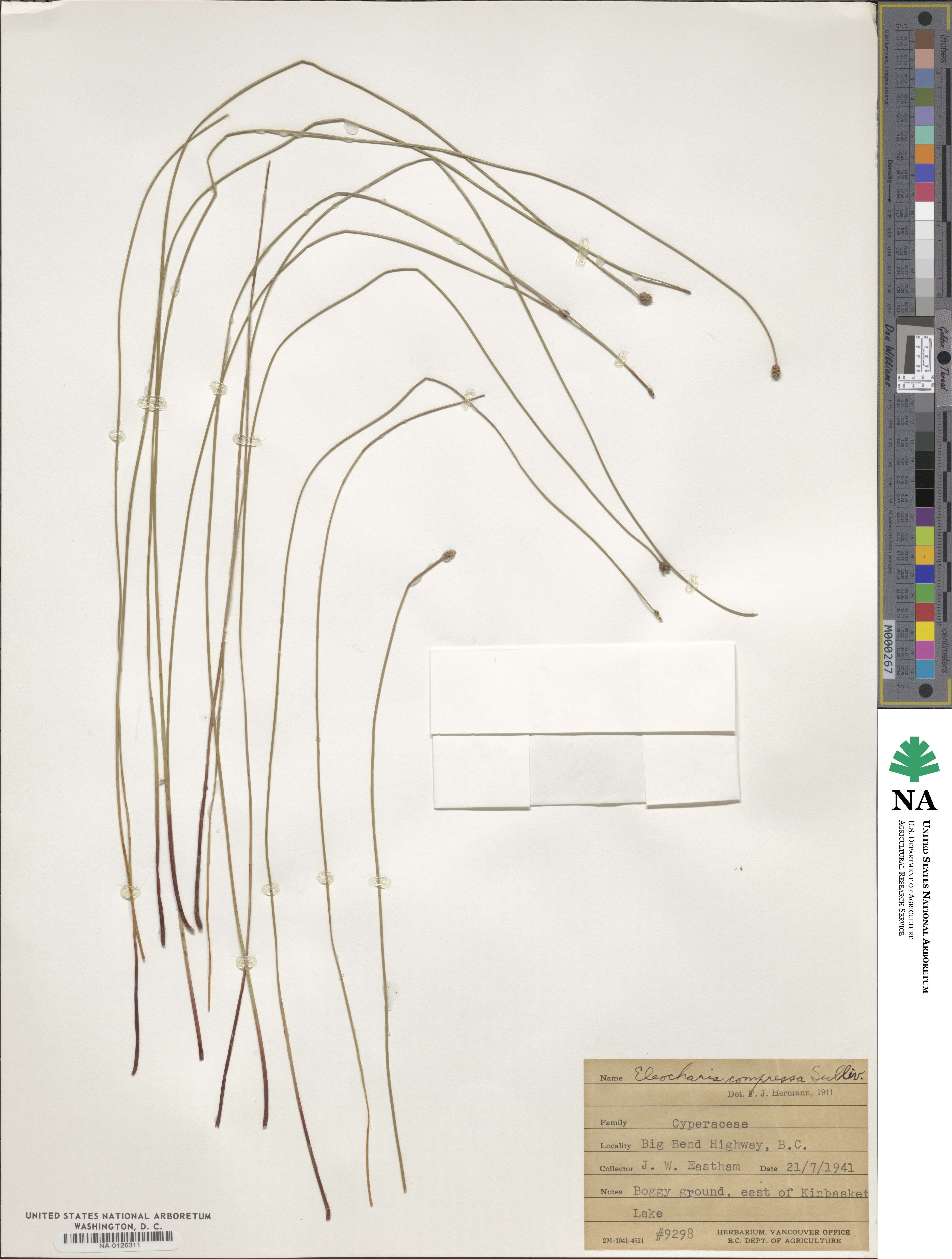 Eleocharis compressa image