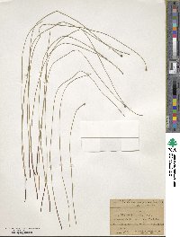 Eleocharis compressa image