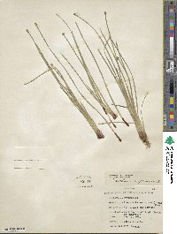 Eleocharis compressa image