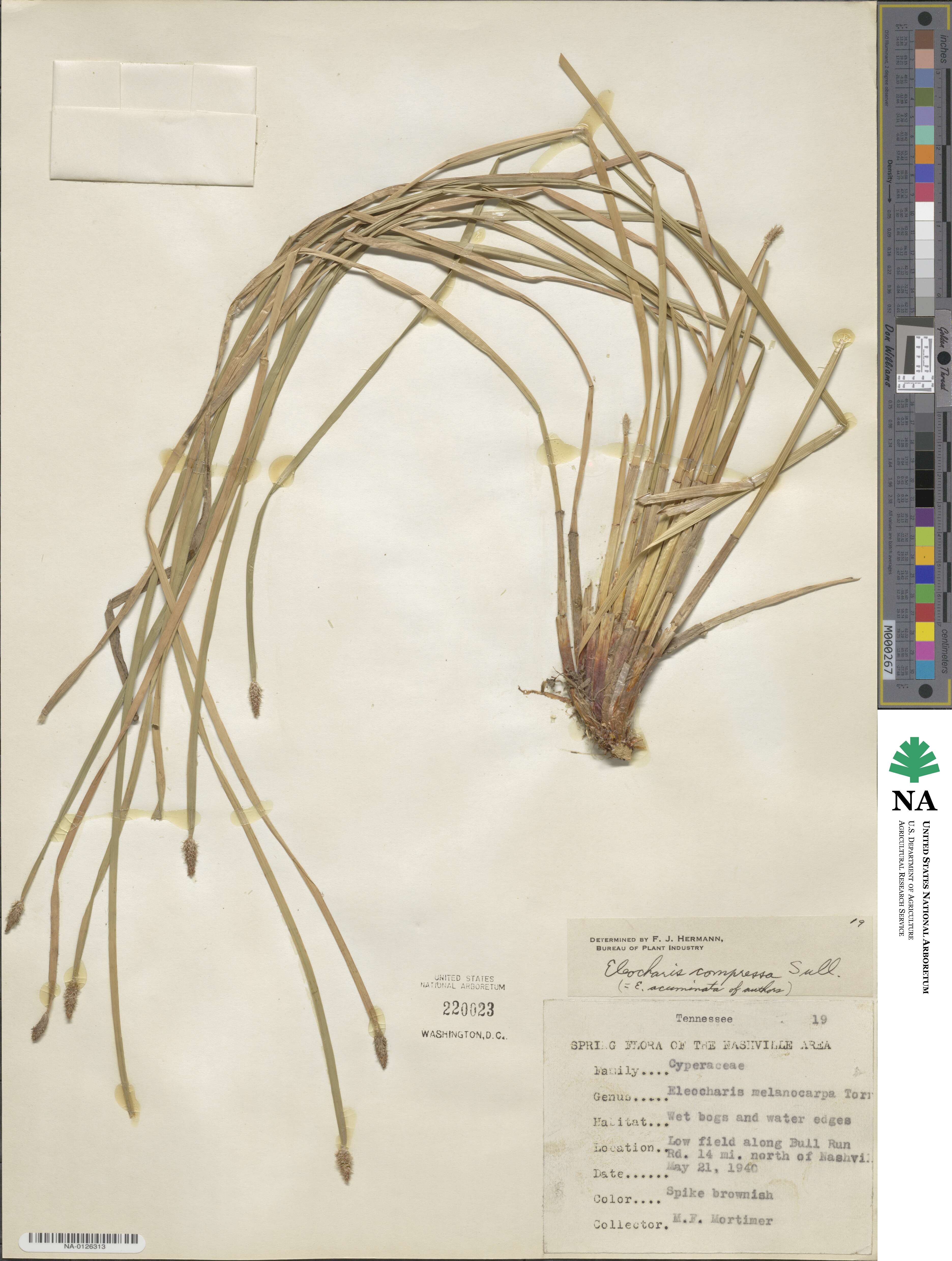 Eleocharis compressa image