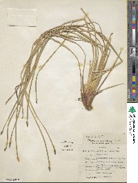 Eleocharis compressa image