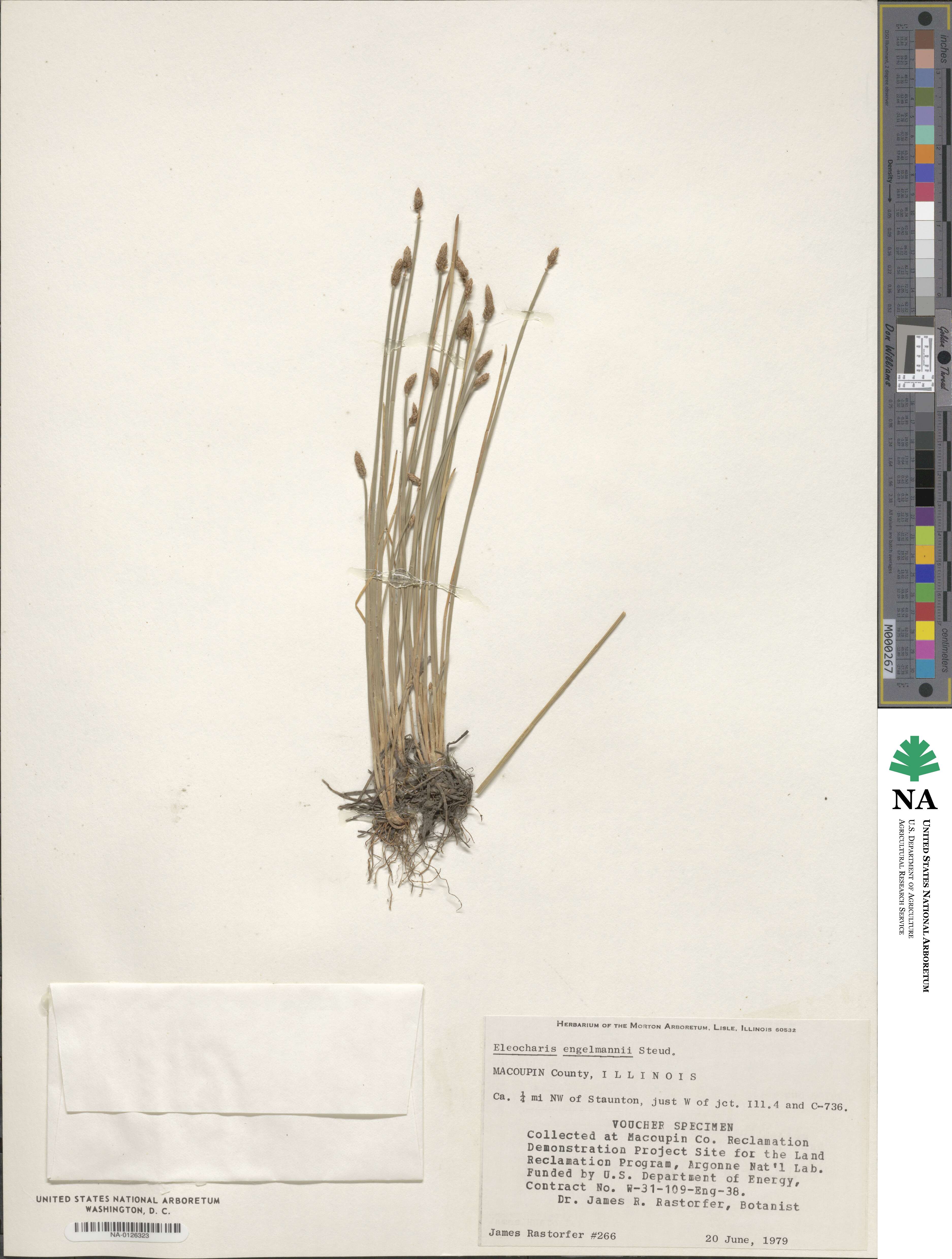 Eleocharis engelmannii image