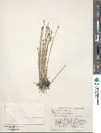 Eleocharis engelmannii image