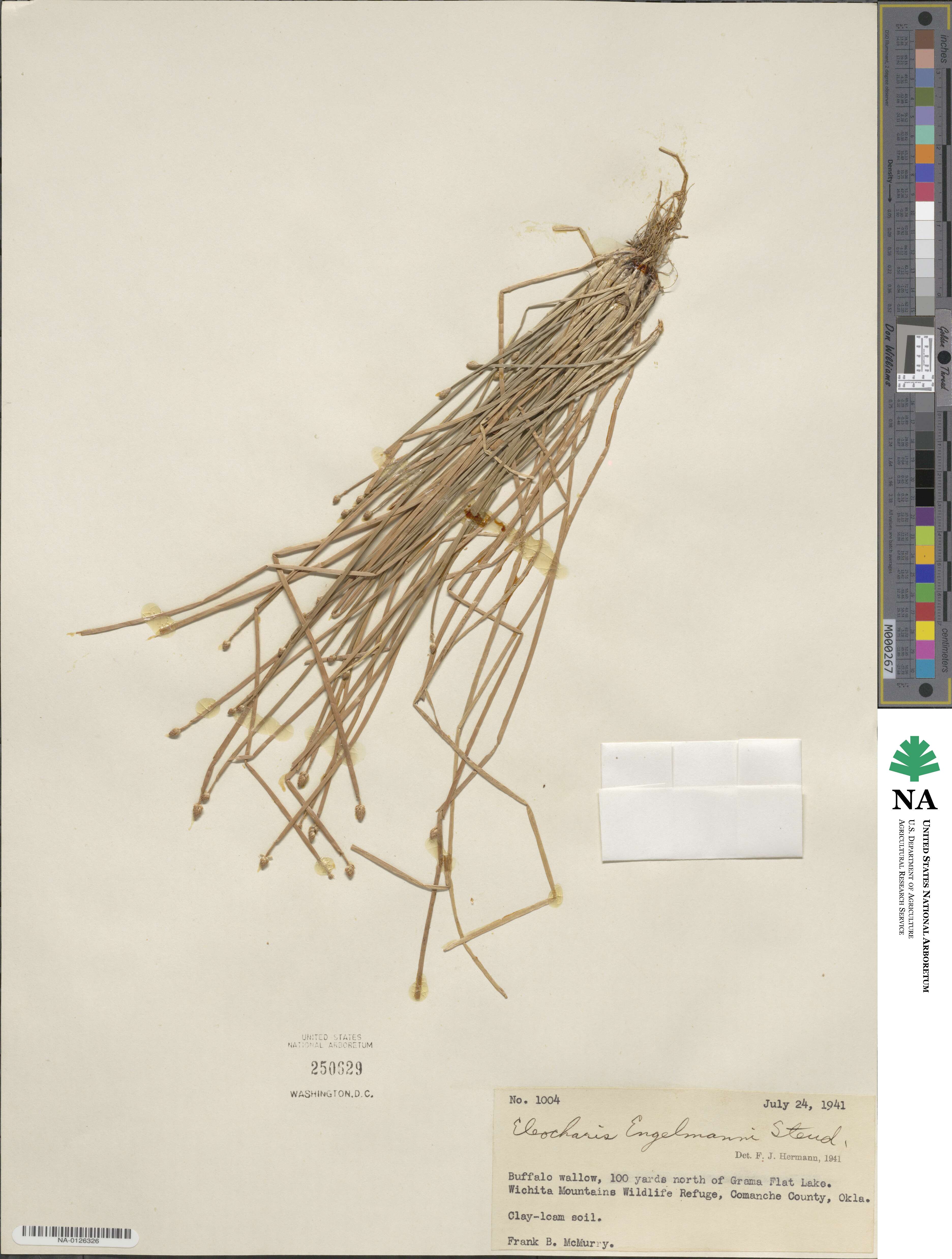 Eleocharis engelmannii image