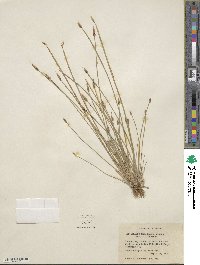 Eleocharis engelmannii image