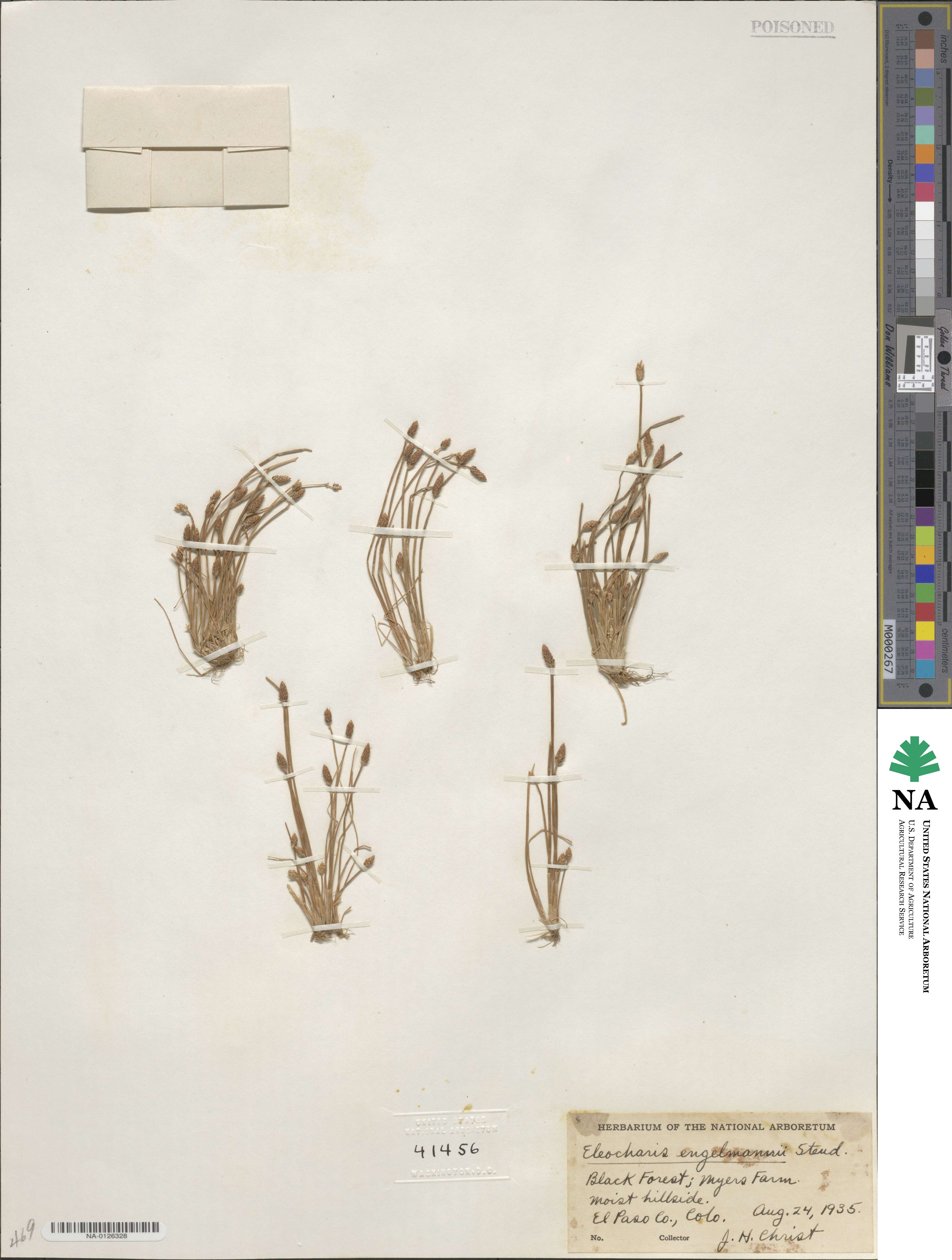 Eleocharis engelmannii image