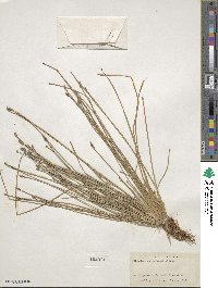 Eleocharis engelmannii image