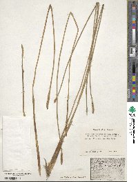 Eleocharis equisetoides image