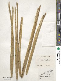 Eleocharis equisetoides image