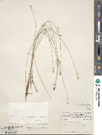 Eleocharis erythropoda image