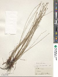 Image of Eleocharis fallax